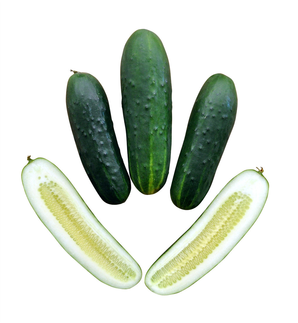 sliced cucumber png, sliced cucumber png image, sliced cucumber transparent png image, sliced cucumber png full hd images download